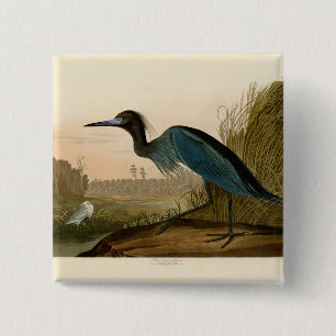 Chapa Cuadrada Garza Grulla Azul Impresión de Audubon Arte Coster