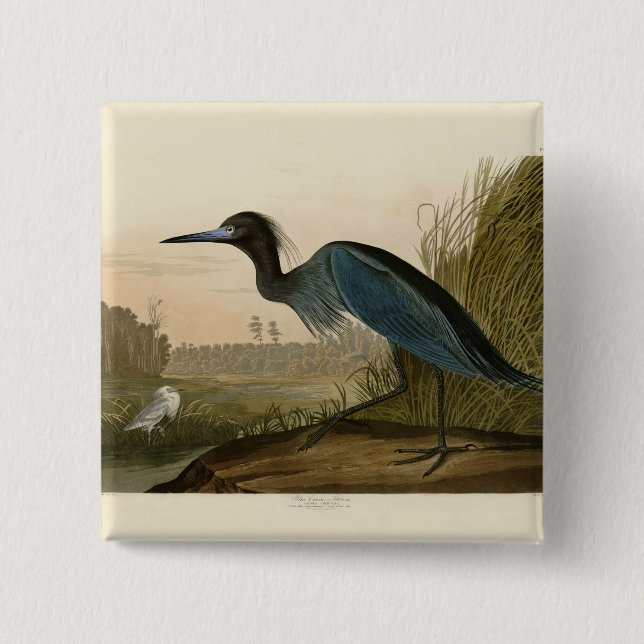 Chapa Cuadrada Garza Grulla Azul Impresión de Audubon Arte Coster (Anverso)