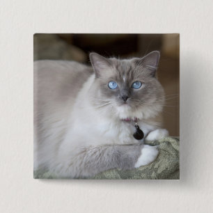 Chapa Cuadrada Gata Ragdoll hembra