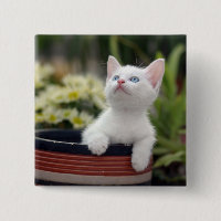 Gatito blanco turco