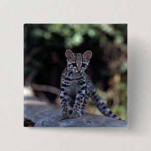 Chapa Cuadrada Gatito de Margay (wiedi del Felis) en árbol