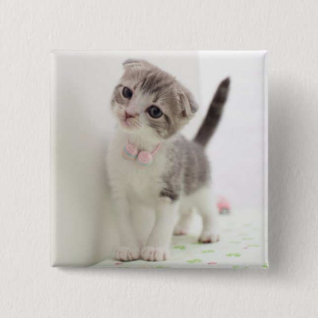 Chapa Cuadrada Gatito del doblez del escocés (Anverso)
