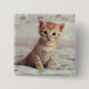 Chapa Cuadrada Gatito minúsculo del jengibre