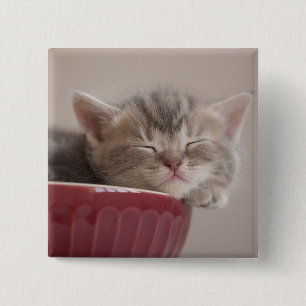 Chapa Cuadrada Gatito que duerme en un cuenco