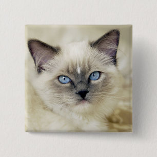 Chapa Cuadrada gatito ragdoll
