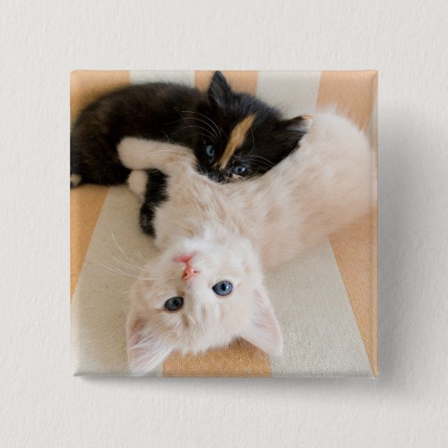 Chapa Cuadrada Gatitos blancos y negros (Anverso)