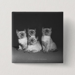 Chapa Cuadrada Gatitos siameses que miran para arriba B&W