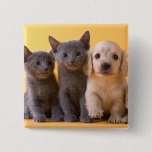 Chapa Cuadrada Gatitos y perritos azules rusos del Dachshund