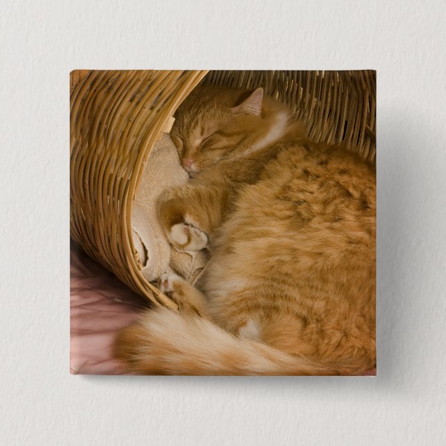 Chapa Cuadrada Gato atigrado naranja durmiendo en cesto (Anverso)