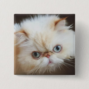 Chapa Cuadrada Gato en una caja