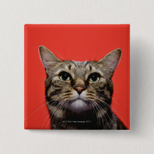 Chapa Cuadrada Gato japonés que mira para arriba