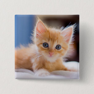 Chapa Cuadrada Gato lindo con los ojos azules