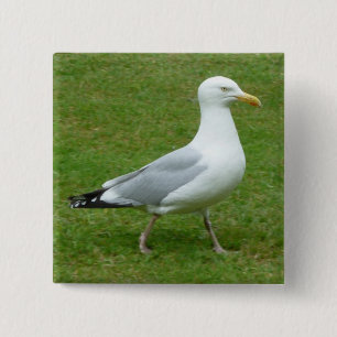 Chapa Cuadrada Gaviota caminando por el parque