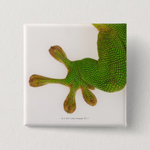 Chapa Cuadrada Gecko del día de Madagascar (madagascariensis 2 d