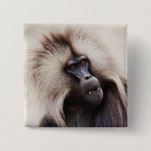 Chapa Cuadrada Gelada Baboon, Etiopía