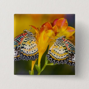 Chapa Cuadrada Gemelas Mariposas Tropicales