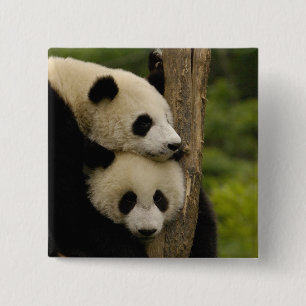 Chapa Cuadrada Gigantes pandas bebés Ailuropoda melanoleuca)