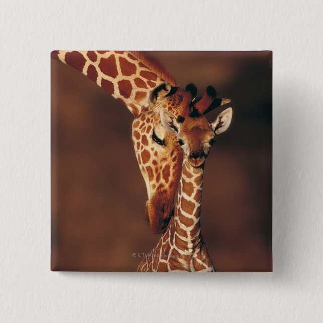 Chapa Cuadrada Giraffe de adultos con ternera (Giraffa camelopard (Anverso)