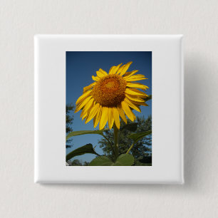 Chapa Cuadrada Girasol matutino