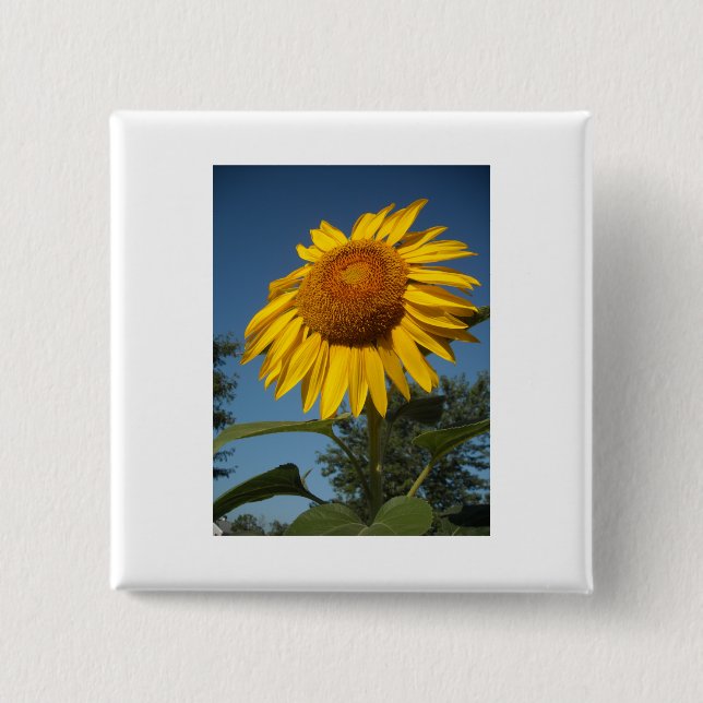 Chapa Cuadrada Girasol matutino (Anverso)