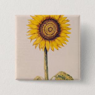 Chapa Cuadrada Girasol o Helianthus