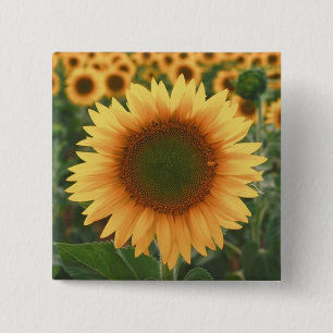 Chapa Cuadrada Girasoles