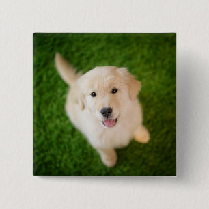 Chapa Cuadrada Golden Retriever Puppy on Grass
