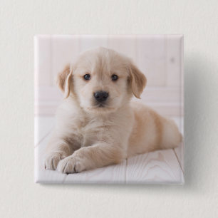 Chapa Cuadrada Golden retriever que se acuesta