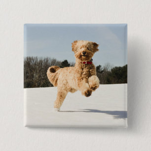 Chapa Cuadrada Goldendoodle corriendo por el campo