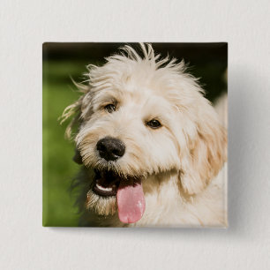 Chapa Cuadrada Goldendoodle Puppy Panting