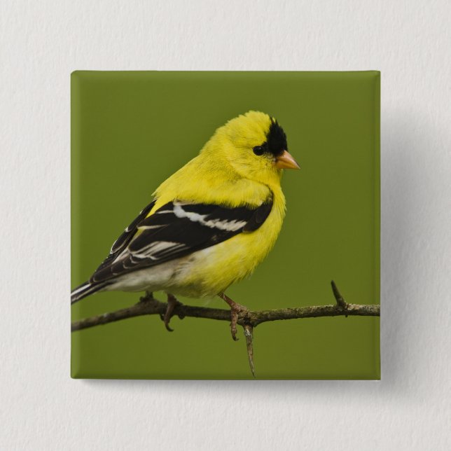 Chapa Cuadrada Goldfinch estadounidense macho en plumaje reproduc (Anverso)