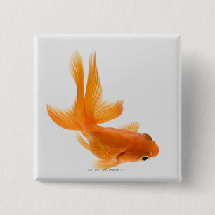 Chapa Cuadrada Goldfish de la cola de milano (auratus del