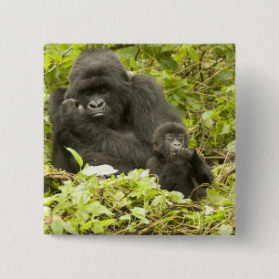 Chapa Cuadrada Gorila de montaña, Gorilla beringei (anteriormente