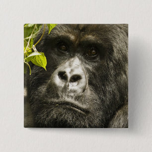 Chapa Cuadrada Gorila de montaña, Gorilla beringei beringei,