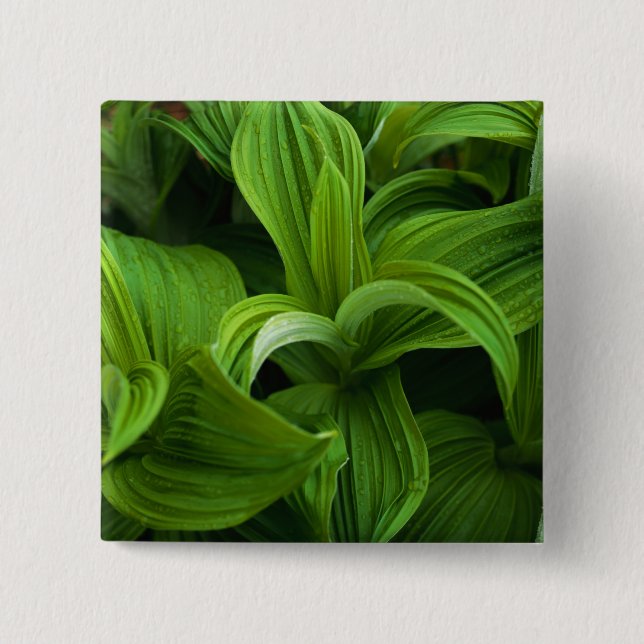 Chapa Cuadrada Gotas de rocío en un Helabore falso (Anverso)