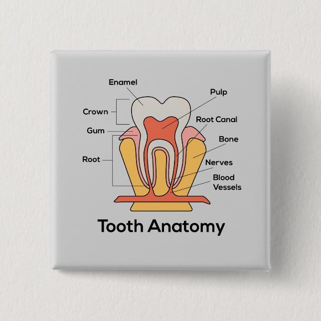 Chapa Cuadrada Gráfica de anatomía dental (Anverso)
