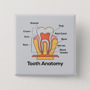 Chapa Cuadrada Gráfica de anatomía dental