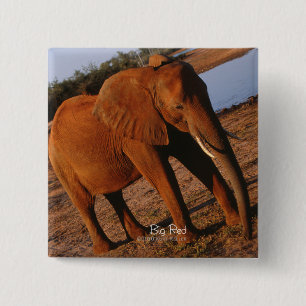 Chapa Cuadrada Gran elefante rojo