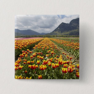 Chapa Cuadrada Granja de tulipanes cerca de Agassiz, Columbia Bri