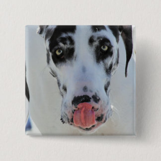 Chapa Cuadrada Great dane - Harlequin - mi lengua toca mi nariz