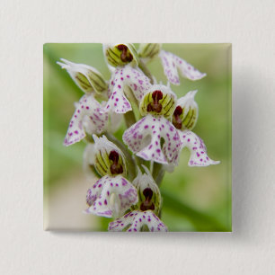 Chapa Cuadrada Grecia, Creta. Orquídea en flor Orchis