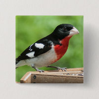 Grosbeak de pecho Rosa