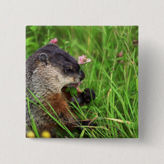 Chapa Cuadrada Groundhog que come a los enamorados