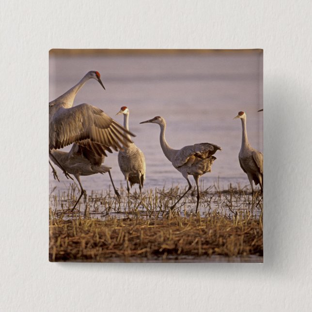 Chapa Cuadrada Grullas de las dunas Grus canadensis) Platte (Anverso)