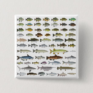 Chapa Cuadrada Grupo de peces de agua dulce de América del Norte