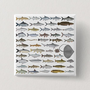 Chapa Cuadrada Grupo de Peces de Agua Dulce del Sur de Asia