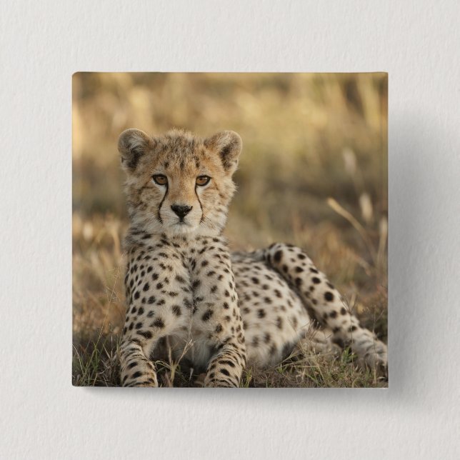 Chapa Cuadrada Guepardo, Acinonyx jubatus (Anverso)