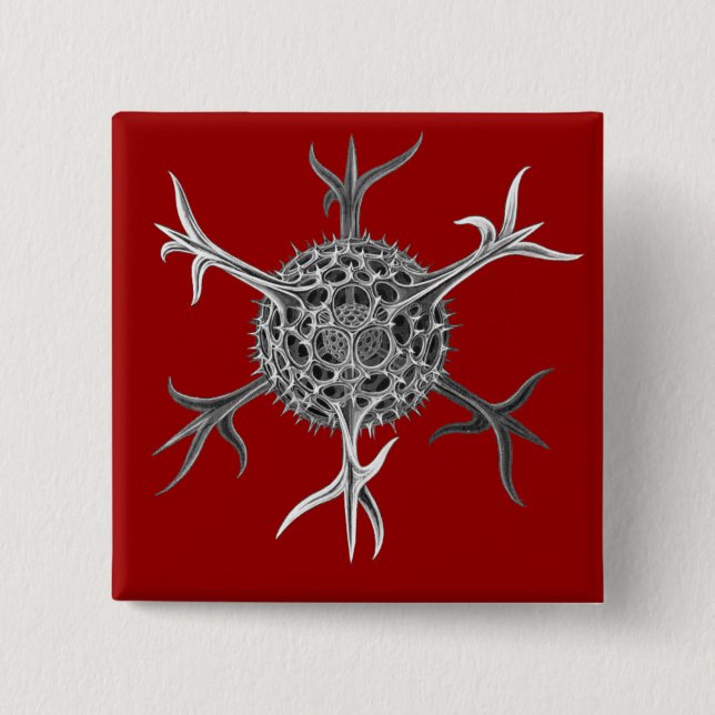 Chapa Cuadrada Haeckel (Anverso)