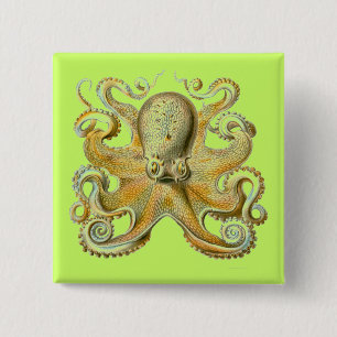 Chapa Cuadrada Haeckel Octopus