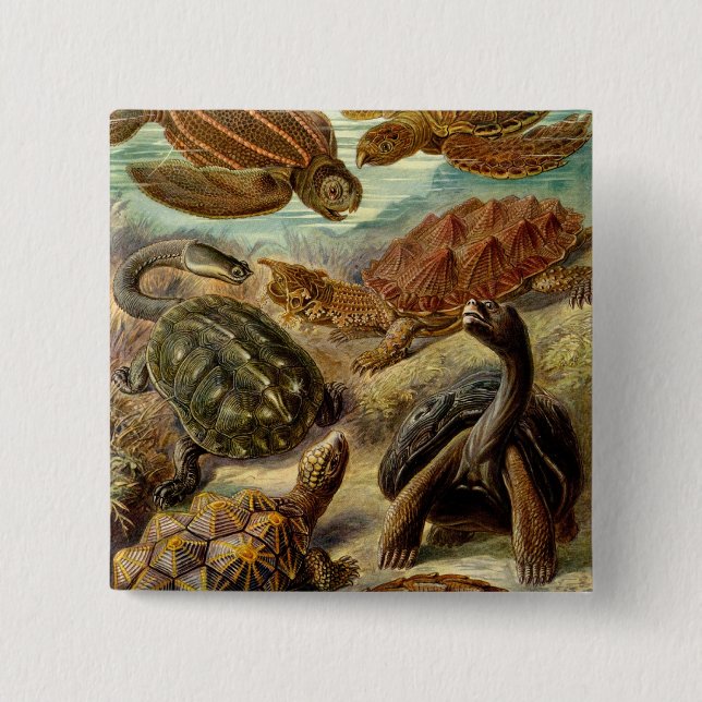 Chapa Cuadrada Heckel Turtles (Anverso)